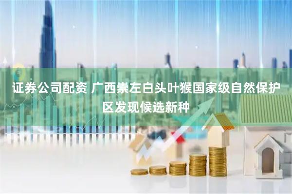 证券公司配资 广西崇左白头叶猴国家级自然保护区发现候选新种